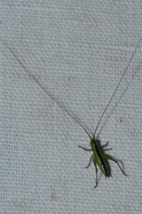 <i>Conocephalus fuscus</i>