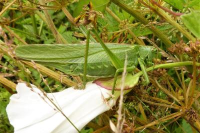 <i>Tettigonia viridissima</i>