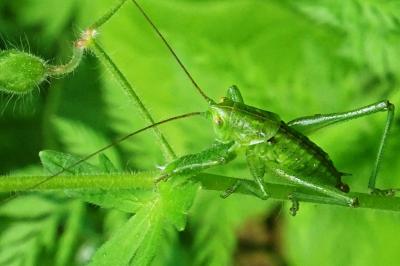 <i>Tettigonia viridissima</i>