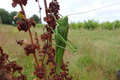 <i>Tettigonia viridissima</i>