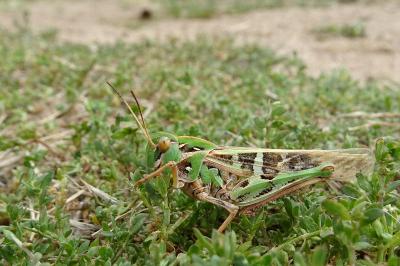 <i>Oedaleus decorus</i>