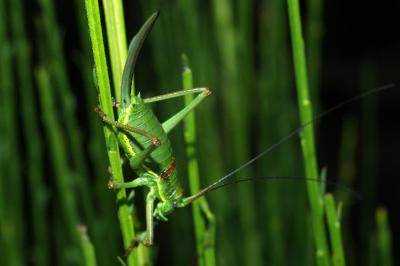 <i>Ephippiger diurnus</i>