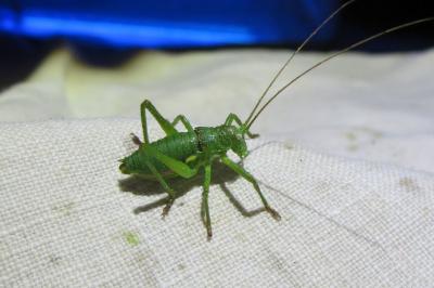 <i>Uromenus rugosicollis</i>