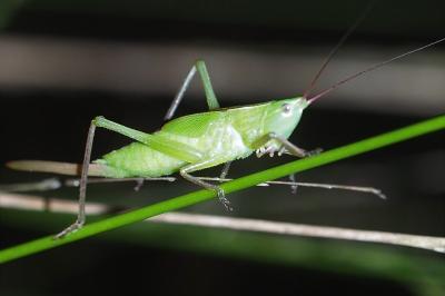 <i>Ruspolia nitidula</i>