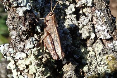 <i>Calliptamus barbarus</i>