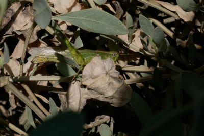 <i>Epacromius tergestinus</i>