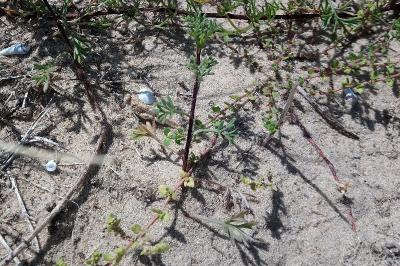 <i>Sphingonotus caerulans</i>