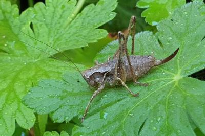 Pholidoptera griseoaptera