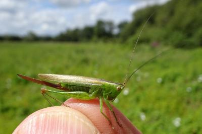 <i>Conocephalus fuscus</i>