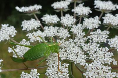 <i>Leptophyes punctatissima</i>