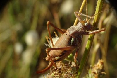 <i>Uromenus rugosicollis</i>