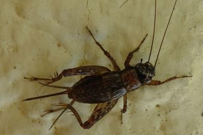 <i>Nemobius sylvestris</i>