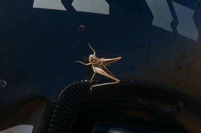 <i>Tessellana tessellata</i>