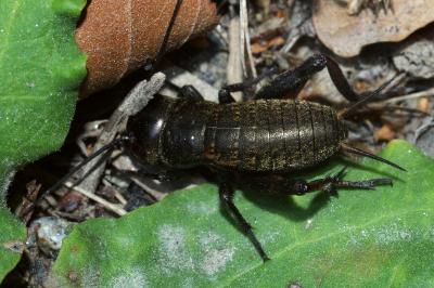<i>Gryllus campestris</i>