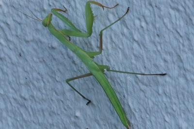 <i>Mantis religiosa</i>
