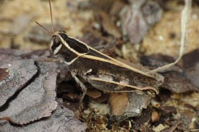<i>Calliptamus barbarus</i>