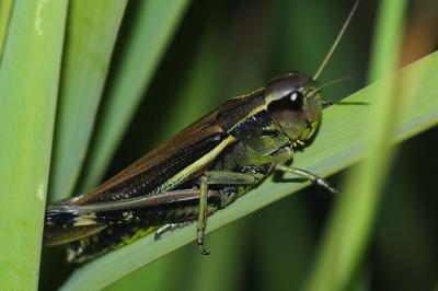<i>Stethophyma grossum</i>