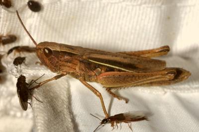 <i>Chorthippus albomarginatus</i>
