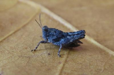 <i>Tetrix undulata</i>