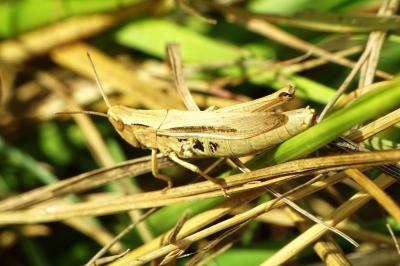<i>Chorthippus albomarginatus</i>