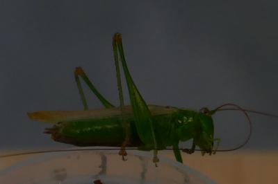<i>Conocephalus fuscus</i>