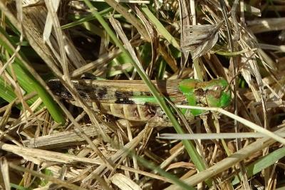 <i>Aiolopus thalassinus</i>
