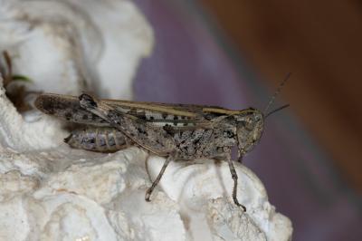 <i>Aiolopus thalassinus</i>