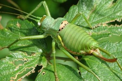 <i>Uromenus rugosicollis</i>