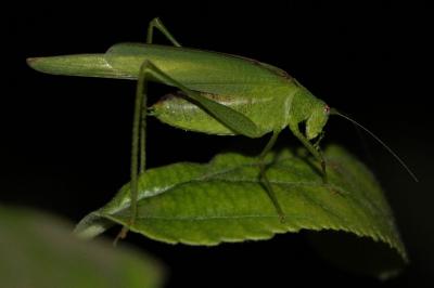 Phaneroptera nana