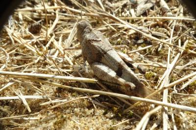 Oedipoda caerulescens