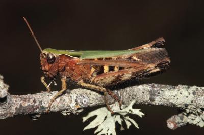 Omocestus rufipes