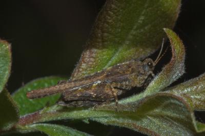Tetrix ceperoi