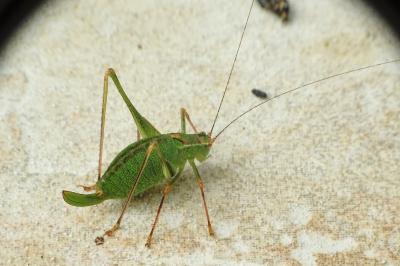 Leptophyes punctatissima