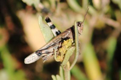 Epacromius tergestinus