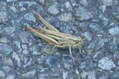 Chorthippus albomarginatus