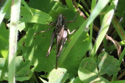 Platycleis albopunctata