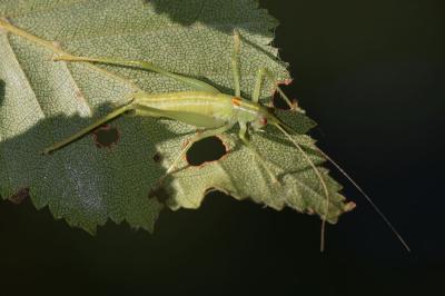 Meconema meridionale