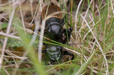 Gryllus campestris