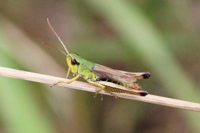 Pseudochorthippus parallelus