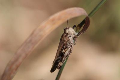Aiolopus thalassinus