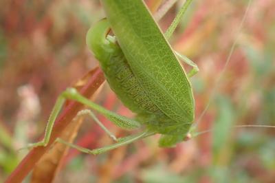 Phaneroptera nana