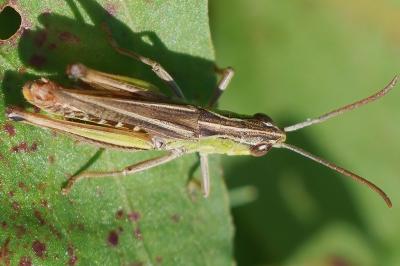 Pseudochorthippus parallelus