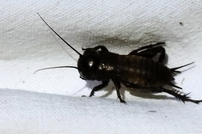 Gryllus campestris