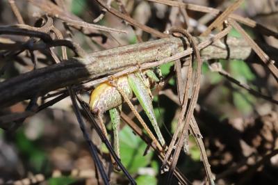 Rhacocleis annulata