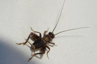Nemobius sylvestris