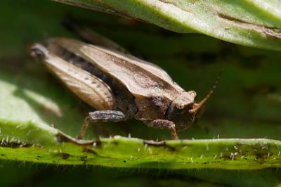 Tetrix undulata