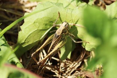 Platycleis affinis