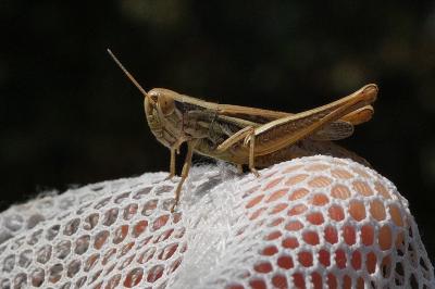 Euchorthippus declivus