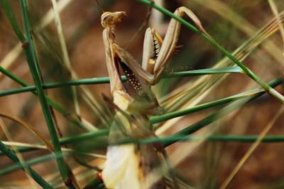 Mantis religiosa