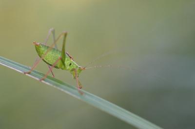 Leptophyes punctatissima